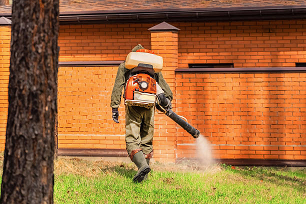 Trusted Ant Control service in Thoreau, NM - Nex Pest Control